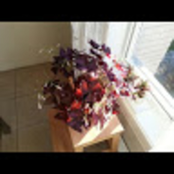 Meet your Posher, Simona - Picture 1 of 1